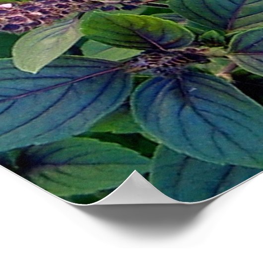 African Blue Basil Poster (Ecke)