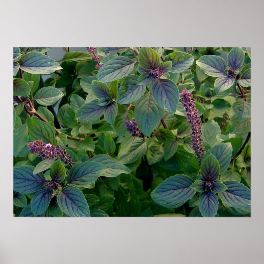 African Blue Basil Poster (Vorne)