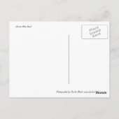 African Blue Basil Postkarte (Rückseite)