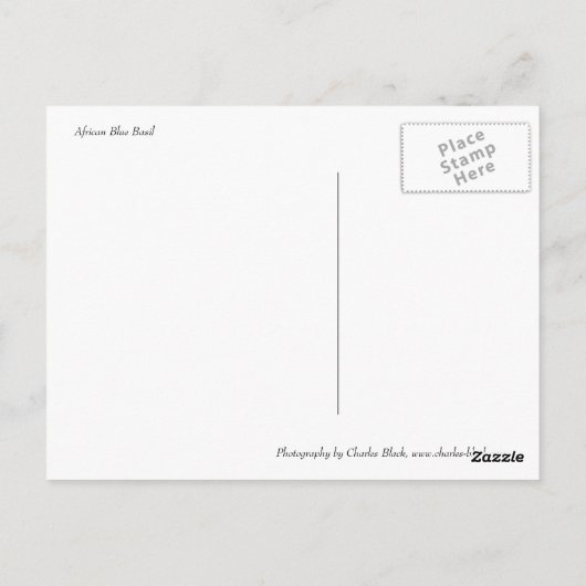 African Blue Basil Postkarte (Rückseite)