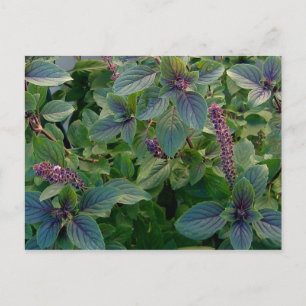 African Blue Basil Postkarte