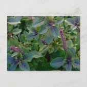 African Blue Basil Postkarte (Vorderseite)