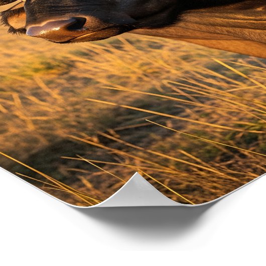 African Buffalo  Poster (Ecke)