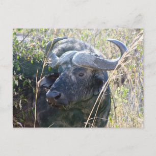 African Buffalo Postkarte