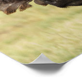 African Buffalo, Syncerus caffer, stehend in Poster (Ecke)