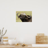 African Buffalo, Syncerus caffer, stehend in Poster (Küche)