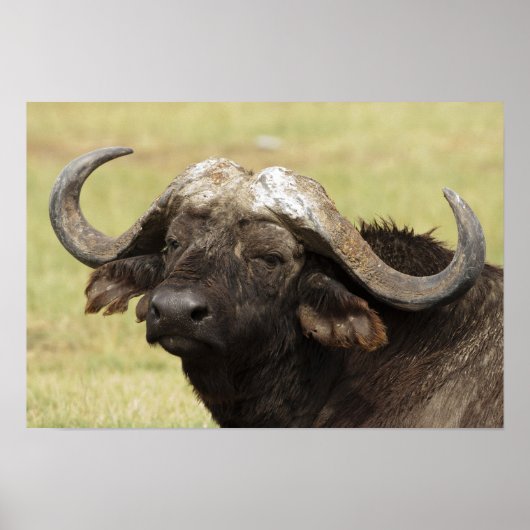 African Buffalo, Syncerus caffer, stehend in Poster (Vorne)