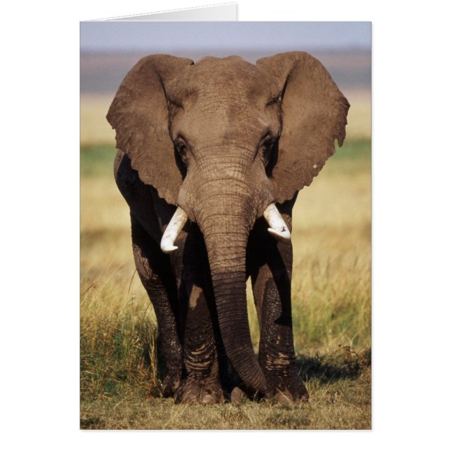 African Bush Elephant (Vorne)