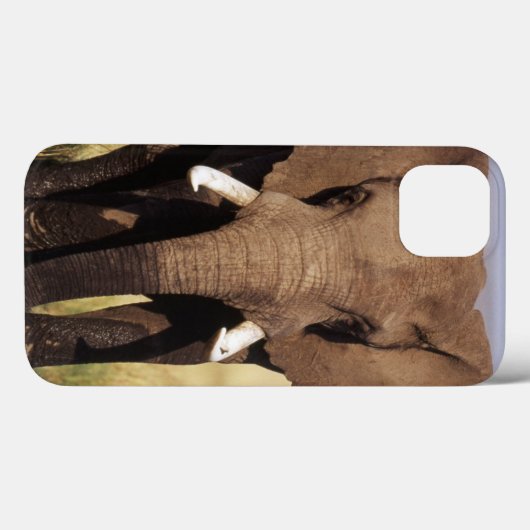 African Bush Elephant Case-Mate iPhone Hülle (Rückseite (Horizontal))