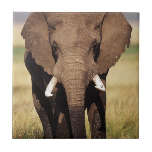 African Bush Elephant Fliese (Vorderseite)