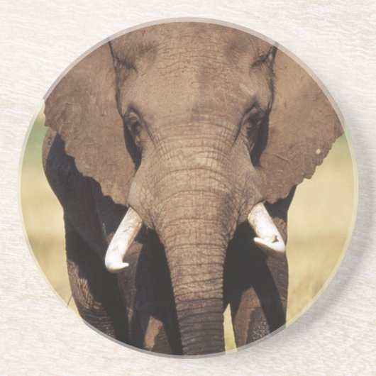 African Bush Elephant Getränkeuntersetzer (Vorne)