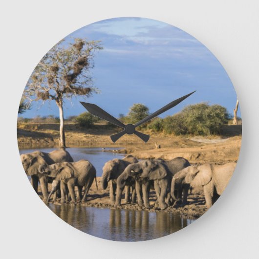 African Bush Elephant (Loxodonta Africana) Herd Große Wanduhr (Vorderseite)
