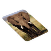 African Bush Elephant Magnet (Rechte Seite)