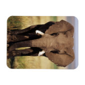 African Bush Elephant Magnet (Horizontal)