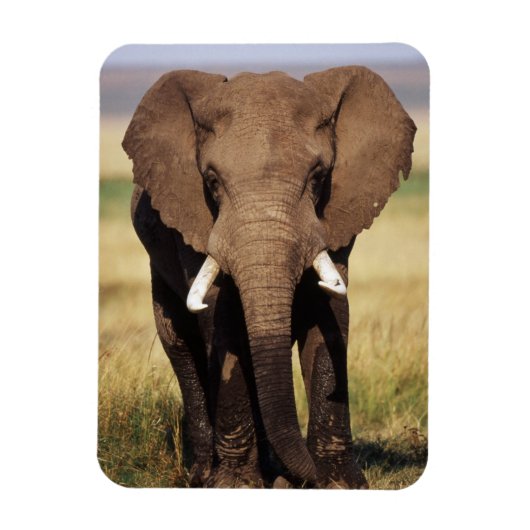 African Bush Elephant Magnet (Vertikal)