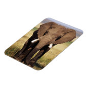 African Bush Elephant Magnet (Linke Seite)