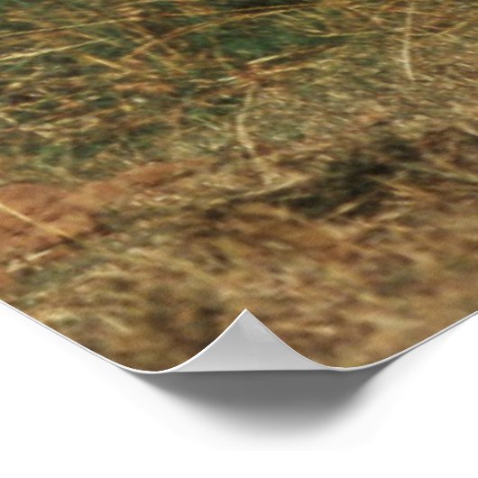 African Bush Elephant Poster (Ecke)