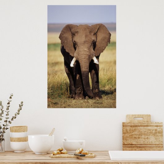 African Bush Elephant Poster (Küche)