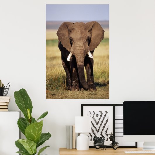 African Bush Elephant Poster (Heimbüro)