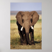 African Bush Elephant Poster (Vorne)