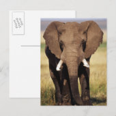 African Bush Elephant Postkarte (Vorne/Hinten)