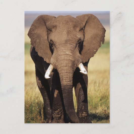 African Bush Elephant Postkarte (Vorderseite)