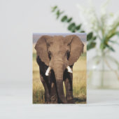 African Bush Elephant Postkarte (Stehend Vorderseite)