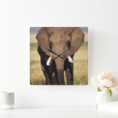 African Bush Elephant Quadratische Wanduhr (Zuhause)