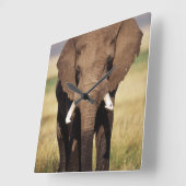African Bush Elephant Quadratische Wanduhr (Winkel)