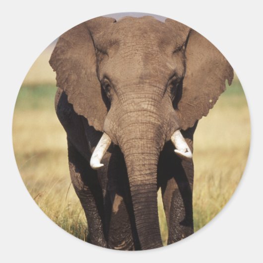 African Bush Elephant Runder Aufkleber (Vorderseite)