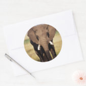 African Bush Elephant Runder Aufkleber (Umschlag)