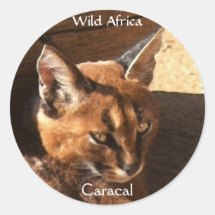 AFRICAN CARACAL WildCat Wildlife Stickers