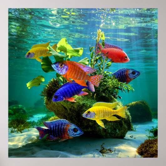 African Cichlids Peacock Cichlid Aquarium Art Poster (Vorne)