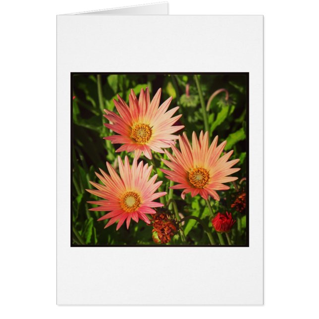 African Daisies (Vorne)