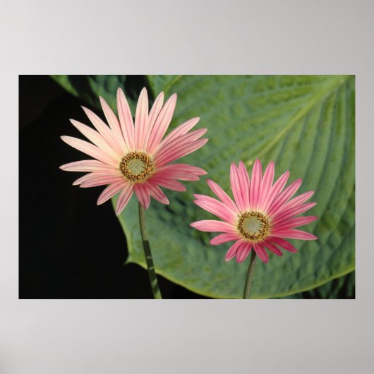 African Daisies Bute Park, Cardiff, Wales Poster (Vorne)