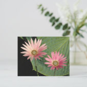 African Daisies Bute Park, Cardiff, Wales Postkarte (Stehend Vorderseite)