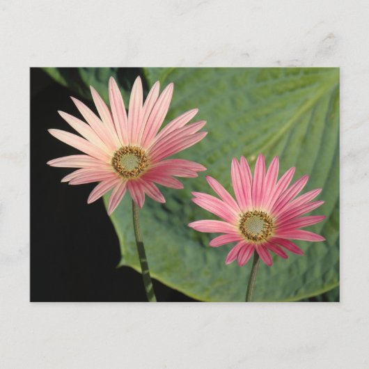 African Daisies Bute Park, Cardiff, Wales Postkarte (Vorderseite)