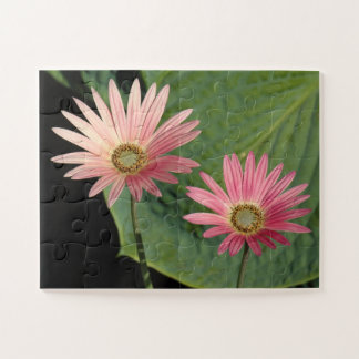 African Daisies Bute Park, Cardiff, Wales Puzzle
