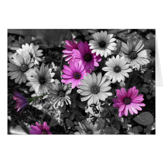 African Daisise Black and White Blume Card (Vorderseite (Horizontal))