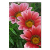 African Daisy (Vorne)