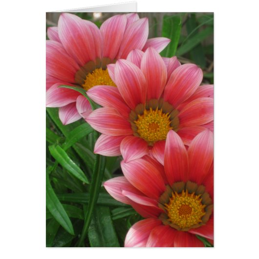 African Daisy (Vorne)