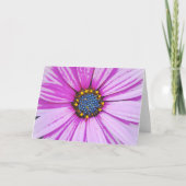 African Daisy Art Pink Blume Note Card Karte (Vorderseite)