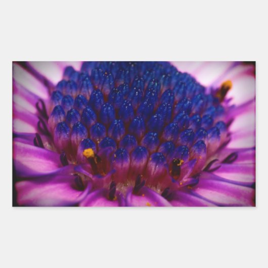 African Daisy Blossom Rectangle Sticker (Vorderseite)