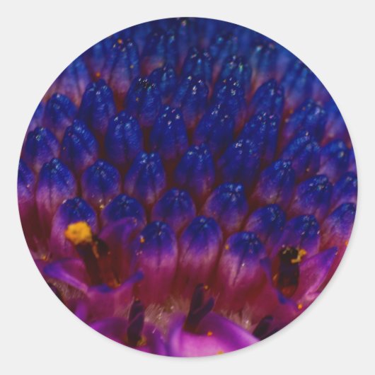 African Daisy Blossom Round Sticker (Vorderseite)