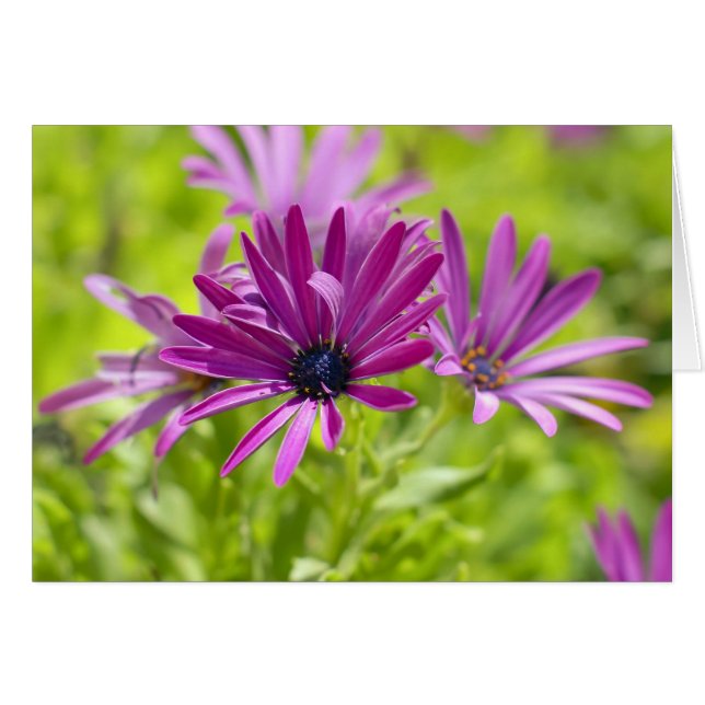 African Daisy Blume Card (Vorderseite (Horizontal))