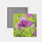 African Daisy Blume Magnet (Vorderseite/Rückseite)