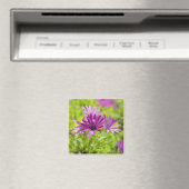 African Daisy Blume Magnet (In Situ (Geschirrspüler))