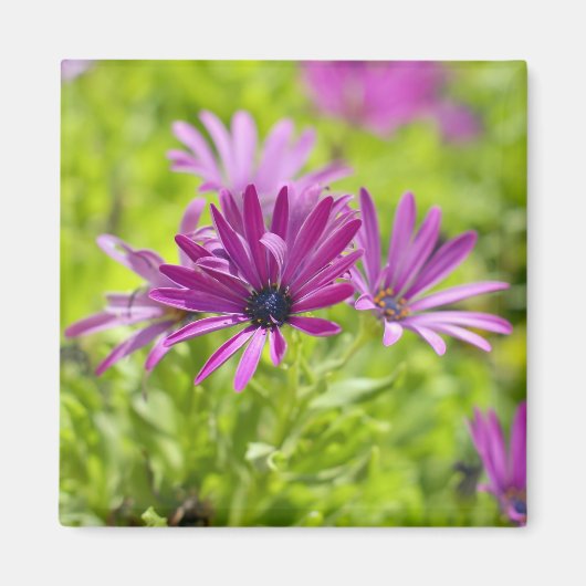 African Daisy Blume Magnet (Vorne)