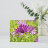 African Daisy Blume Postcard Postkarte (Stehend Vorderseite)