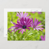 African Daisy Blume Postcard Postkarte (Vorne/Hinten)
